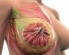 Anatomia e patologia da mama